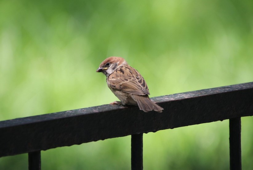 7-great-places-to-go-birdwatching-near-fayetteville-ar-crain-vw-of