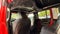 2025 Jeep Wrangler Rubicon X ONE OWNER CLEAN CARFAX